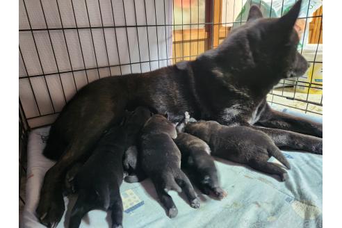 成約済の岡山県の甲斐犬-373764の7枚目